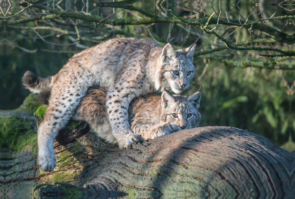 Premium textile canvas Premium textile canvas 120 cm x 80 cm landscape Lynxes mating 