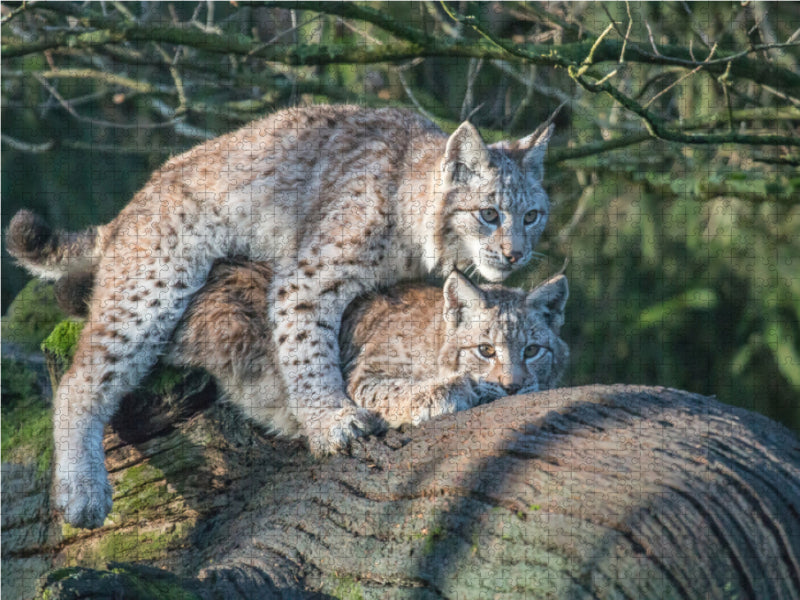 Luchse bei der Paarung - CALVENDO Foto-Puzzle - calvendoverlag 29.99