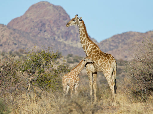 Giraffe mit Jungtier - CALVENDO Foto-Puzzle - calvendoverlag 29.99