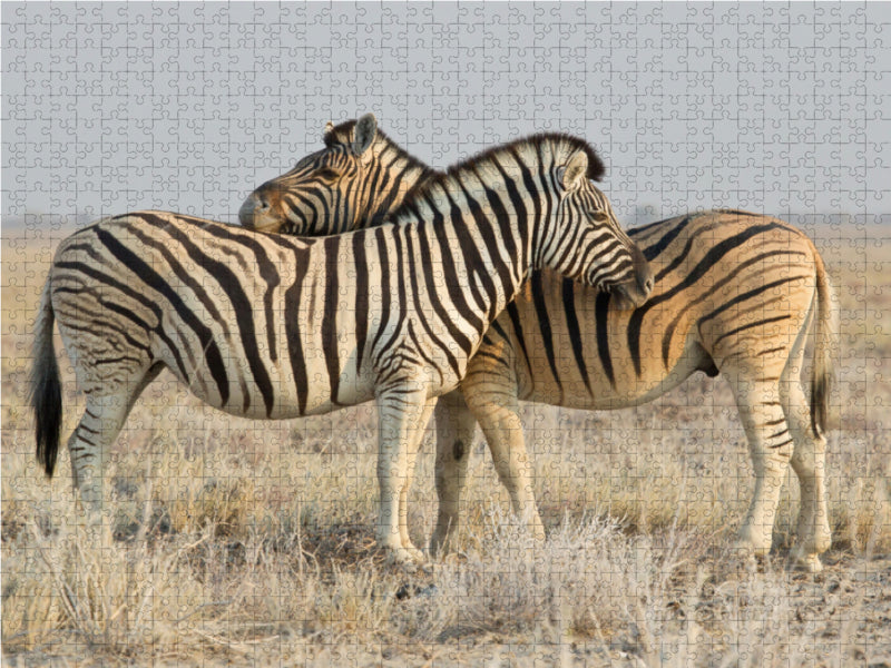 Zebras - CALVENDO Foto-Puzzle - calvendoverlag 29.99