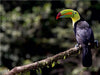 Swainsontukan aus dem Vogelparadies Costa Rica - CALVENDO Foto-Puzzle - calvendoverlag 29.99