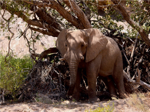 Schattenplatz.  Jumbo - Auf den Spuren der Elefanten in Namibia - CALVENDO Foto-Puzzle - calvendoverlag 29.99