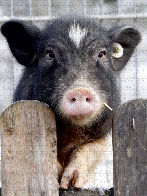 Ferkel steht am Zaun - CALVENDO Foto-Puzzle - calvendoverlag 29.99