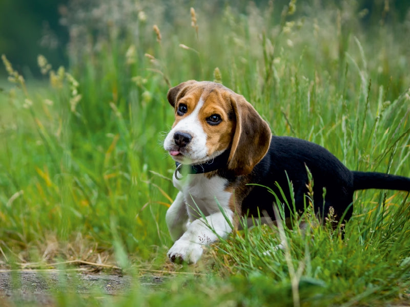Beagle Welpe im Gras - CALVENDO Foto-Puzzle - calvendoverlag 34.99