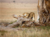 Afrika: Erwachende Löwin - CALVENDO Foto-Puzzle - calvendoverlag 29.99