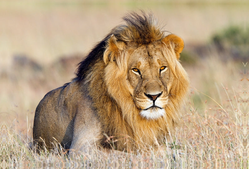 Toile textile premium Toile textile premium 120 cm x 80 cm à travers l'Afrique : Lion majestueux dans le Masai Mara 