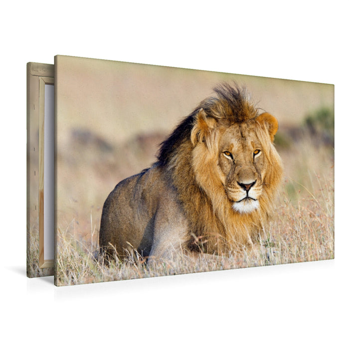 Premium Textil-Leinwand Premium Textil-Leinwand 120 cm x 80 cm quer Afrika: Majestätischer Löwe in der Masai Mara