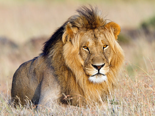 Afrika: Majestätischer Löwe in der Masai Mara - CALVENDO Foto-Puzzle - calvendoverlag 29.99