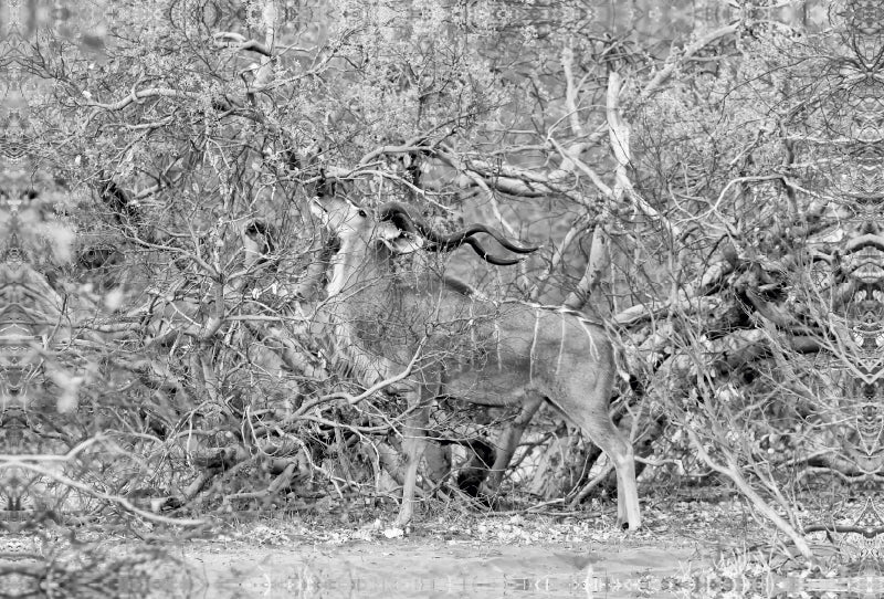Toile textile haut de gamme Toile textile haut de gamme 120 cm x 80 cm à travers l'Afrique : Kudu mâle dans la réserve de jeux de Moremi, Botswana 