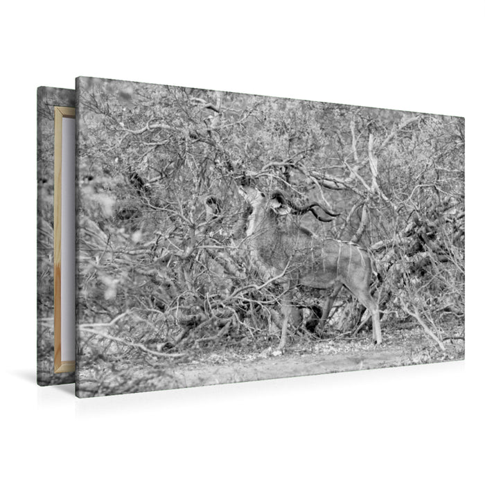 Premium Textil-Leinwand Premium Textil-Leinwand 120 cm x 80 cm quer Afrika: Männlicher Kudu im Moremi Games Reserve,  Botswana