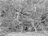 Afrika: Männlicher Kudu im Moremi Games Reserve,  Botswana - CALVENDO Foto-Puzzle - calvendoverlag 29.99