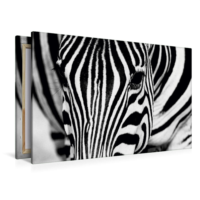 Premium Textil-Leinwand Premium Textil-Leinwand 120 cm x 80 cm quer Afrika: Nahaufnahme eines Steppenzebra in Botswana