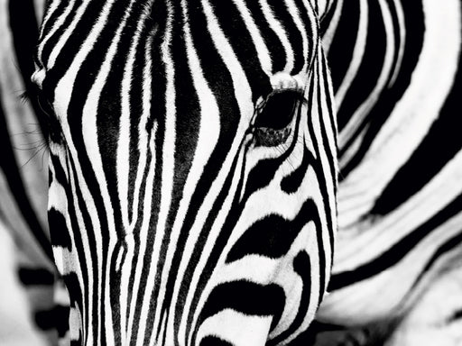 Afrika: Nahaufnahme eines Steppenzebra in Botswana - CALVENDO Foto-Puzzle - calvendoverlag 29.99