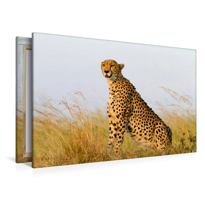 Premium Textil-Leinwand Premium Textil-Leinwand 120 cm x 80 cm quer Afrika: Gepard in der Masai Mara, Kenia