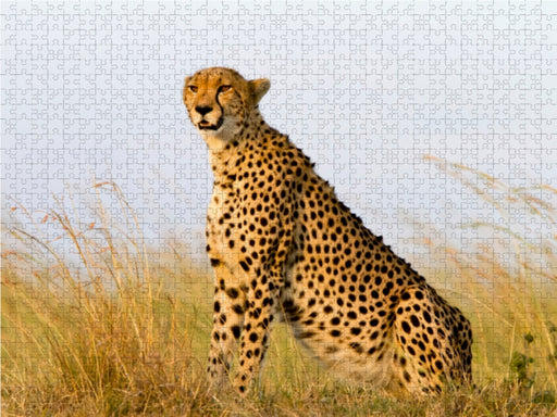 Afrika: Gepard in der Masai Mara, Kenia - CALVENDO Foto-Puzzle - calvendoverlag 29.99