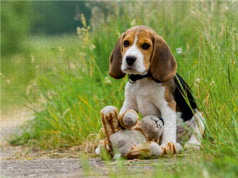 Beagle-Welpe mit Teddy - CALVENDO Foto-Puzzle - calvendoverlag 34.99