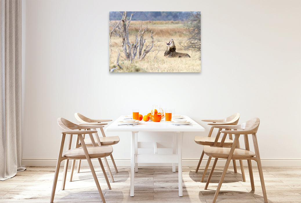 Toile textile premium Toile textile premium 120 cm x 80 cm paysage Afrique : Lion béant, Botswana 