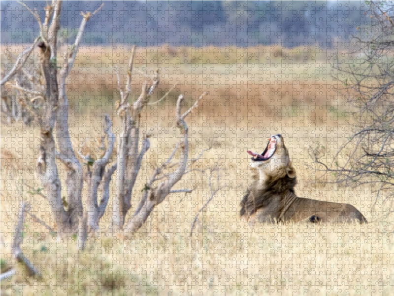 Afrika: Gähnender Löwe, Botswana - CALVENDO Foto-Puzzle - calvendoverlag 29.99