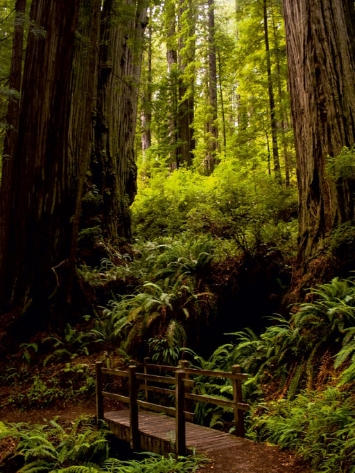 Redwood National and States Park - CALVENDO Foto-Puzzle - calvendoverlag 29.99
