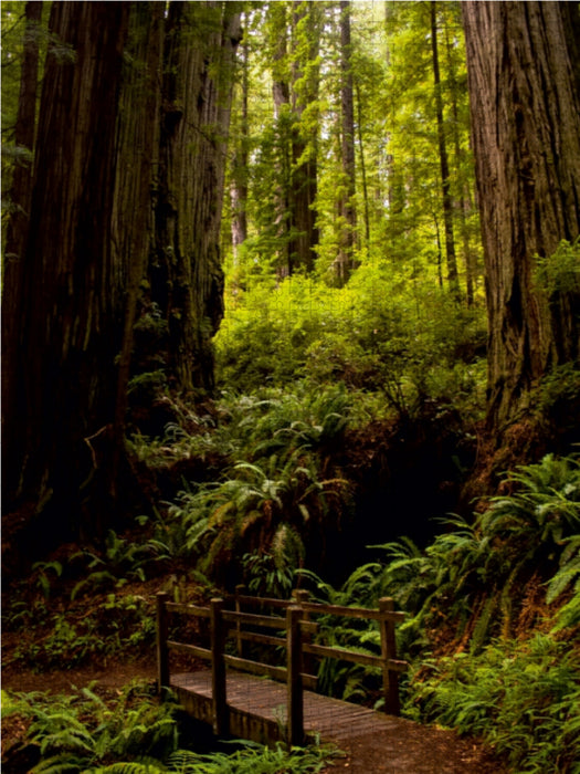 Redwood National and States Park - CALVENDO Foto-Puzzle - calvendoverlag 29.99