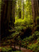 Redwood National and States Park - CALVENDO Foto-Puzzle - calvendoverlag 29.99