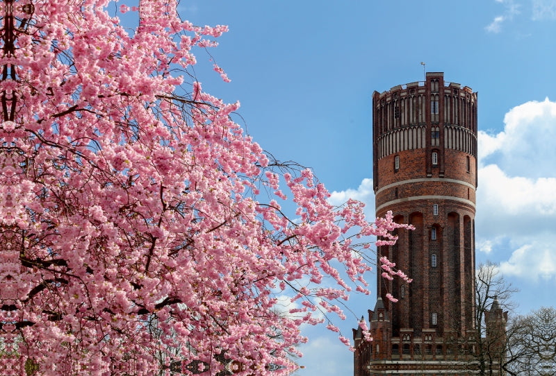 Premium Textil-Leinwand Premium Textil-Leinwand 120 cm x 80 cm quer Japanische Kirschblüte mit Blick auf den Wasserturm Lüneburg