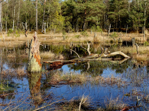 Abgestorbene Baumstümpfe im Moorsee im Pietzmoor Schneverdingen - CALVENDO Foto-Puzzle - calvendoverlag 29.99