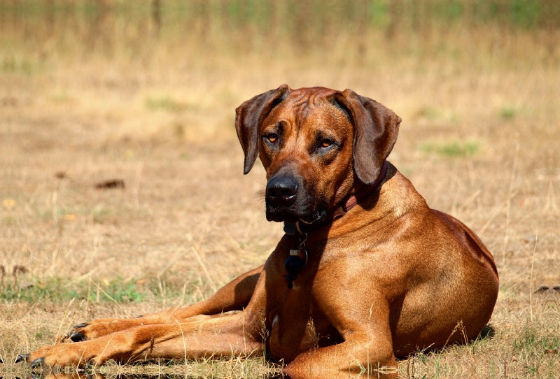 Premium Textil-Leinwand Premium Textil-Leinwand 120 cm x 80 cm quer Ein Motiv aus dem Kalender Ridgebacks - Hunde aus Afrika