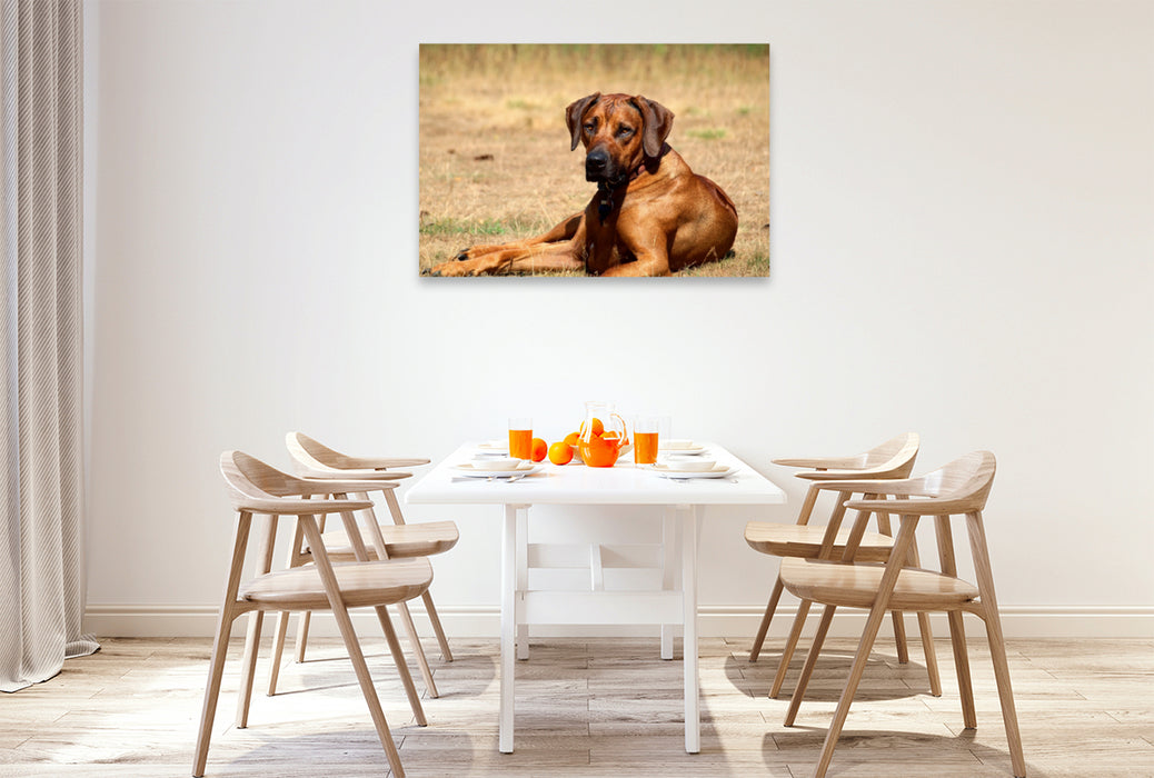 Premium Textil-Leinwand Premium Textil-Leinwand 120 cm x 80 cm quer Ein Motiv aus dem Kalender Ridgebacks - Hunde aus Afrika