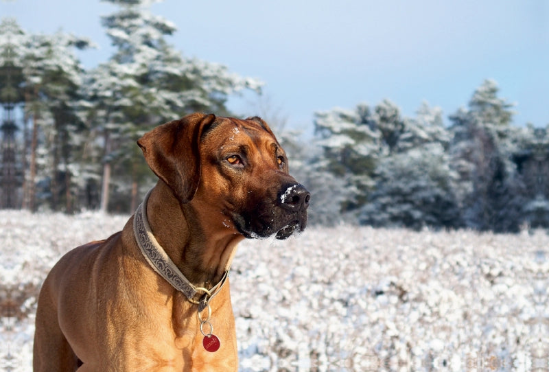 Premium Textil-Leinwand Premium Textil-Leinwand 120 cm x 80 cm quer Ein Motiv aus dem Kalender Ridgebacks - Hunde aus Afrika