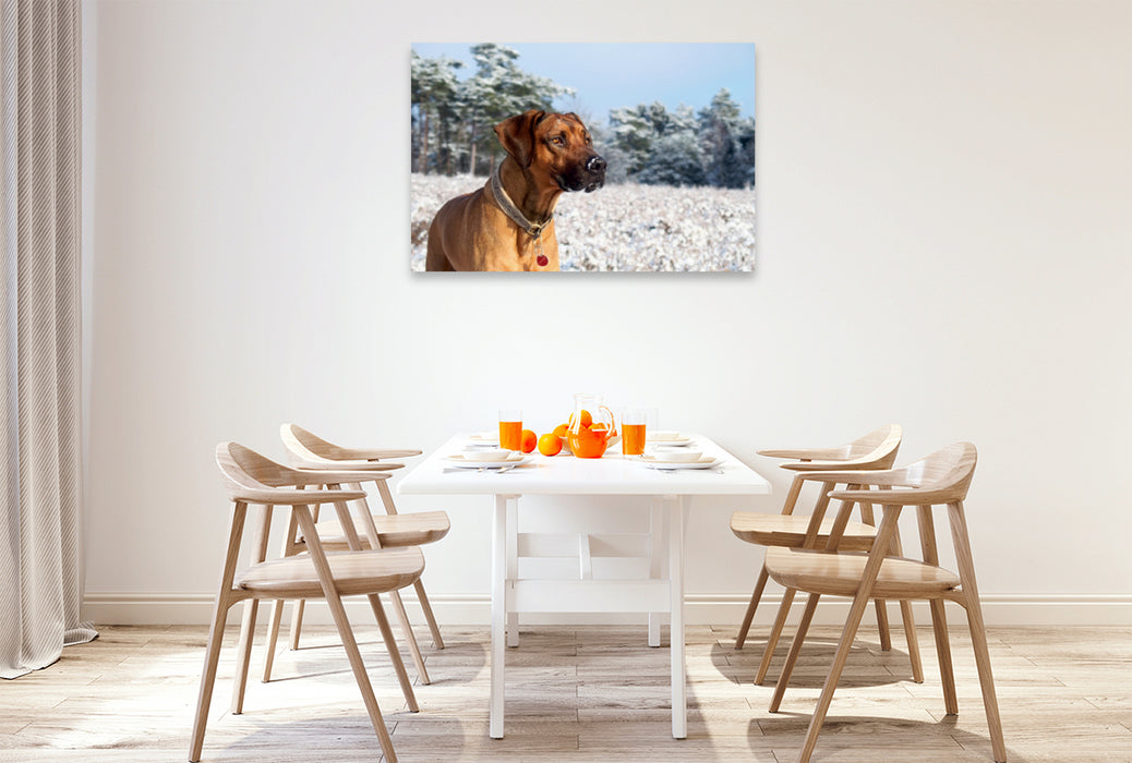 Premium Textil-Leinwand Premium Textil-Leinwand 120 cm x 80 cm quer Ein Motiv aus dem Kalender Ridgebacks - Hunde aus Afrika