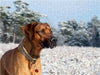 Ridgebacks - Hunde aus Afrika - CALVENDO Foto-Puzzle - calvendoverlag 29.99