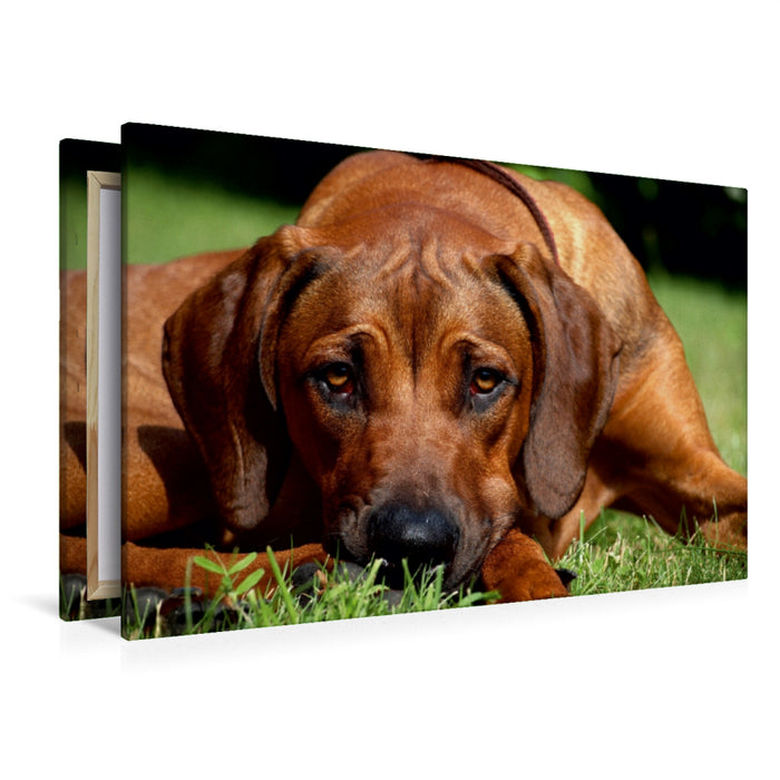 Premium Textil-Leinwand Premium Textil-Leinwand 120 cm x 80 cm quer Ein Motiv aus dem Kalender Ridgebacks - Hunde aus Afrika