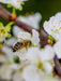 Biene auf Obstblüten - CALVENDO Foto-Puzzle - calvendoverlag 29.99