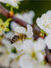 Biene auf Obstblüten - CALVENDO Foto-Puzzle - calvendoverlag 29.99