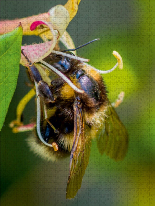 Hummel auf Geißblatt - CALVENDO Foto-Puzzle - calvendoverlag 29.99