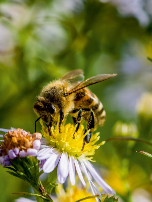 Biene auf Marguerite - CALVENDO Foto-Puzzle - calvendoverlag 29.99