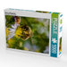 Biene auf Marguerite - CALVENDO Foto-Puzzle - calvendoverlag 29.99