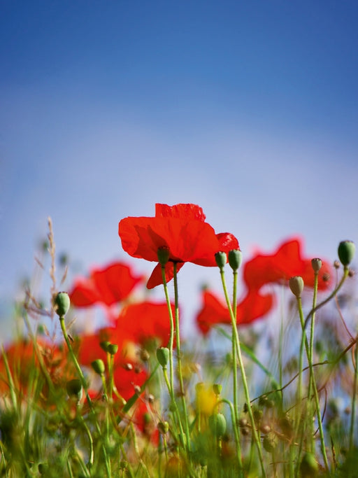 Roter Klatschmohn - CALVENDO Foto-Puzzle - calvendoverlag 29.99