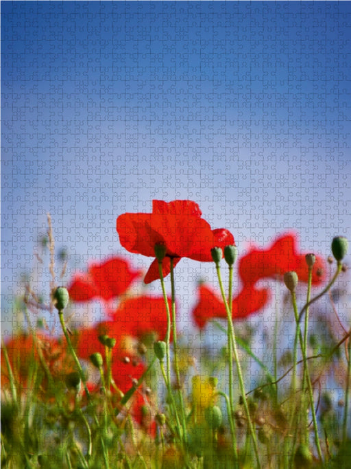 Roter Klatschmohn - CALVENDO Foto-Puzzle - calvendoverlag 29.99