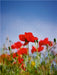 Roter Klatschmohn - CALVENDO Foto-Puzzle - calvendoverlag 29.99