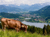 Oberallgäuer Landschaft - CALVENDO Foto-Puzzle - calvendoverlag 29.99