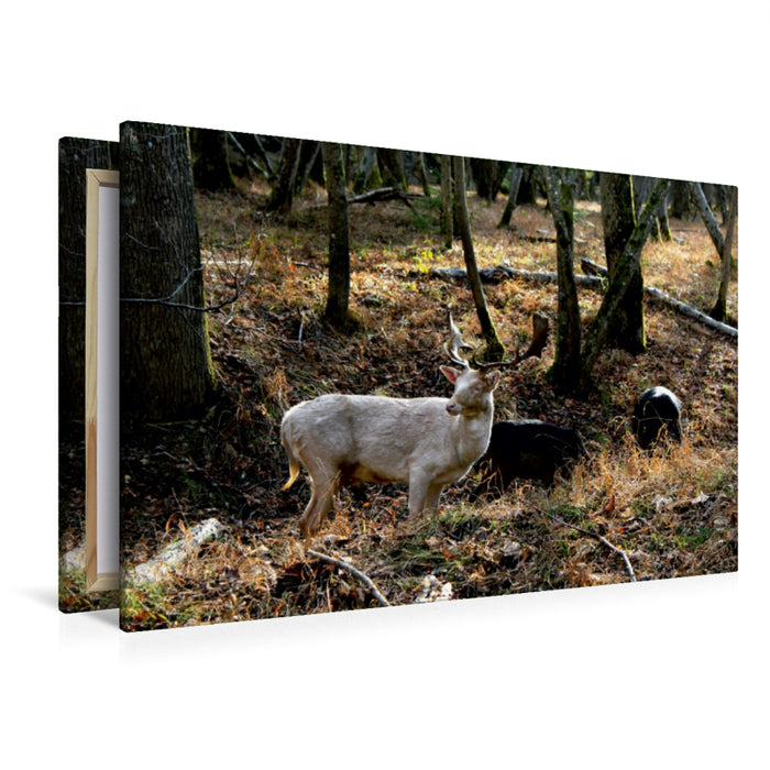 Premium Textil-Leinwand Premium Textil-Leinwand 120 cm x 80 cm quer Ein Motiv aus dem Kalender Unterwegs im Landsberger Wildpark
