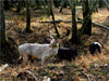Unterwegs im Landsberger Wildpark - CALVENDO Foto-Puzzle - calvendoverlag 29.99