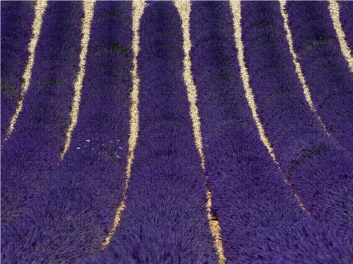 Lavendelfeld - CALVENDO Foto-Puzzle - calvendoverlag 29.99