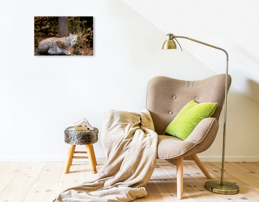 Premium Textil-Leinwand Premium Textil-Leinwand 45 cm x 30 cm quer Ein Motiv aus dem Kalender Luchse - Europas größte Katzen