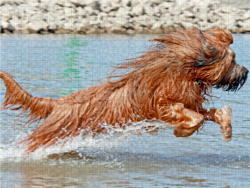 Briard voller Lebensfreude beim spielen - CALVENDO Foto-Puzzle - calvendoverlag 29.99