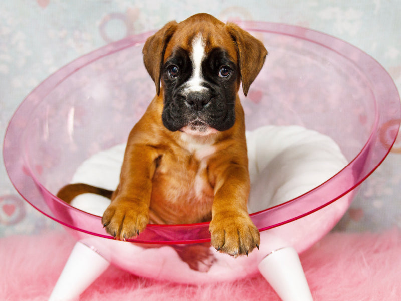 Knuddelalarm - Boxerbaby - CALVENDO Foto-Puzzle - calvendoverlag 29.99