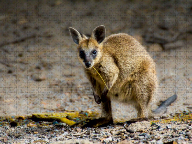 Wallaby - Südaustralien - CALVENDO Foto-Puzzle - calvendoverlag 29.99