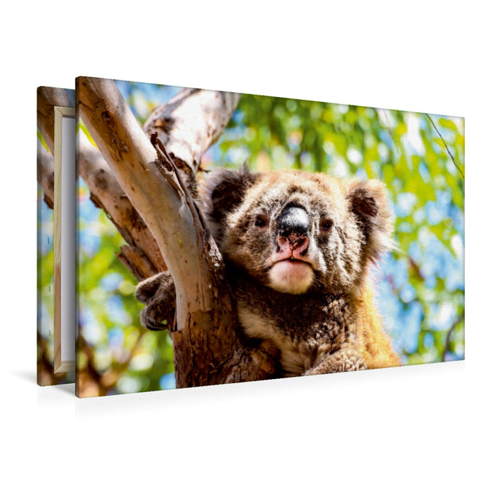 Premium Textil-Leinwand Premium Textil-Leinwand 120 cm x 80 cm quer Koalas - Sunshine Coast - QLD